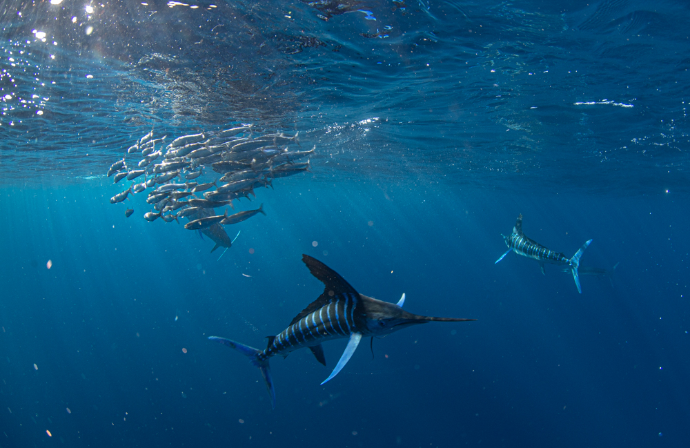 Snorkeling with marlins in Magdalena Bay, Mexico.